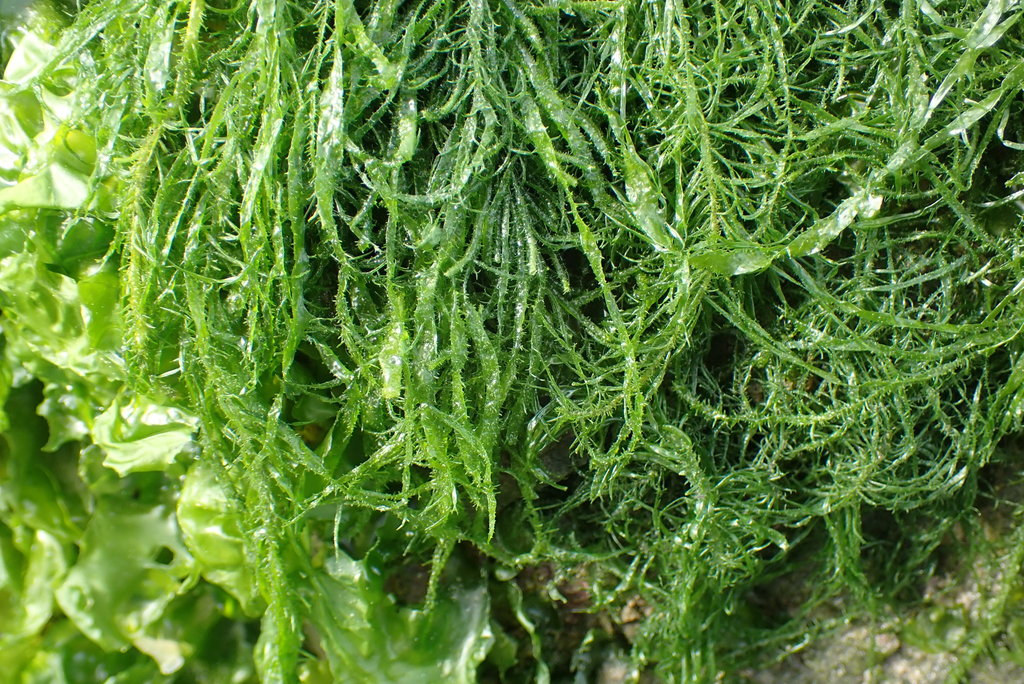 Species