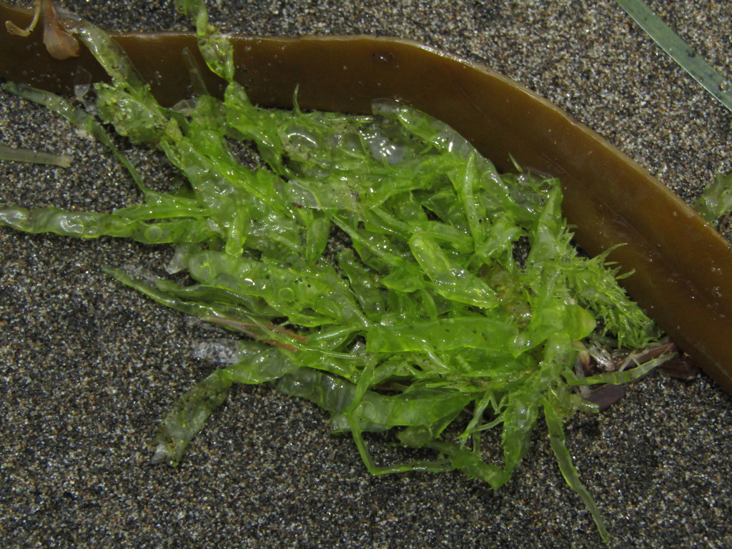 Species