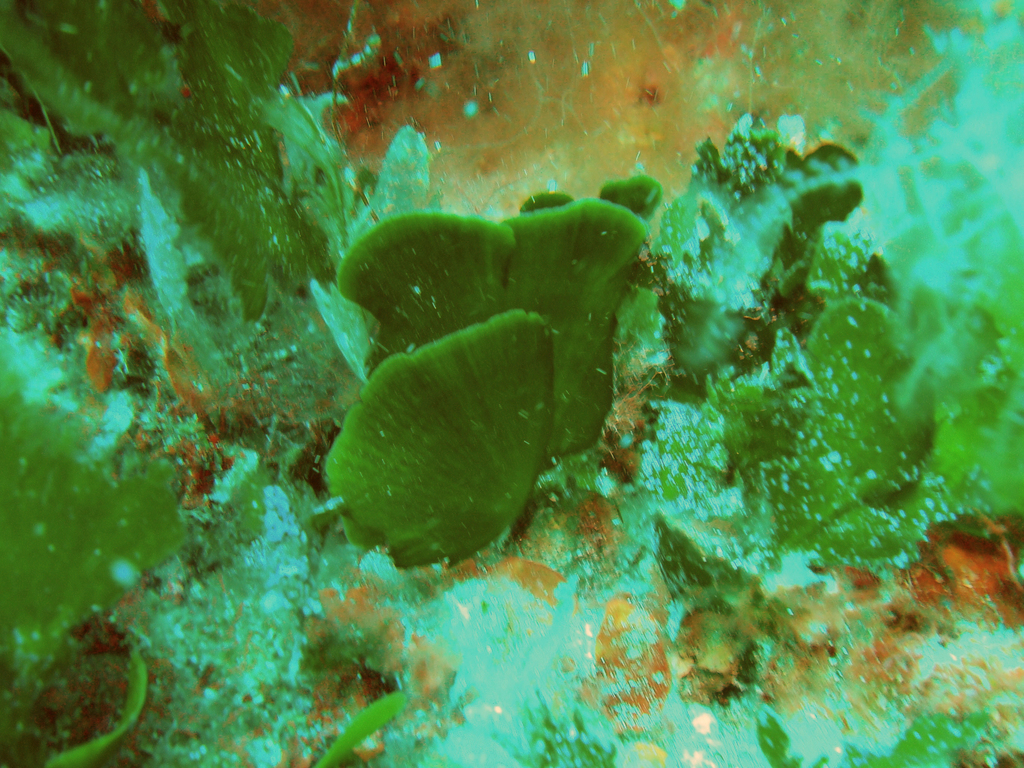Species