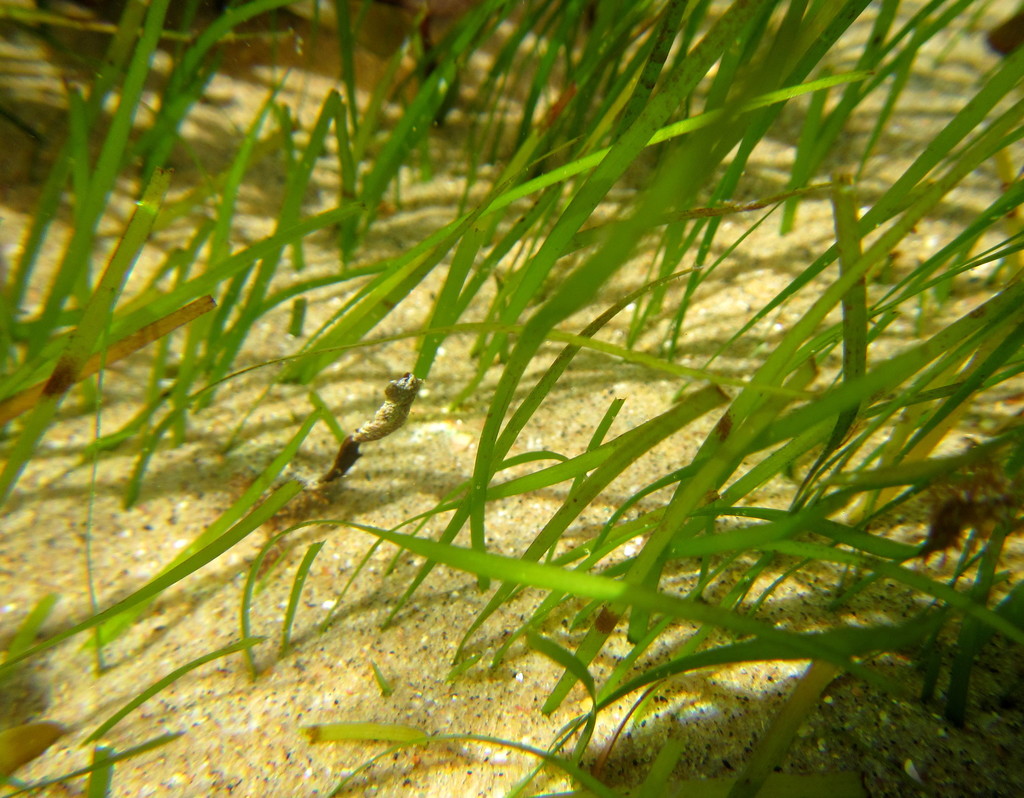Species
