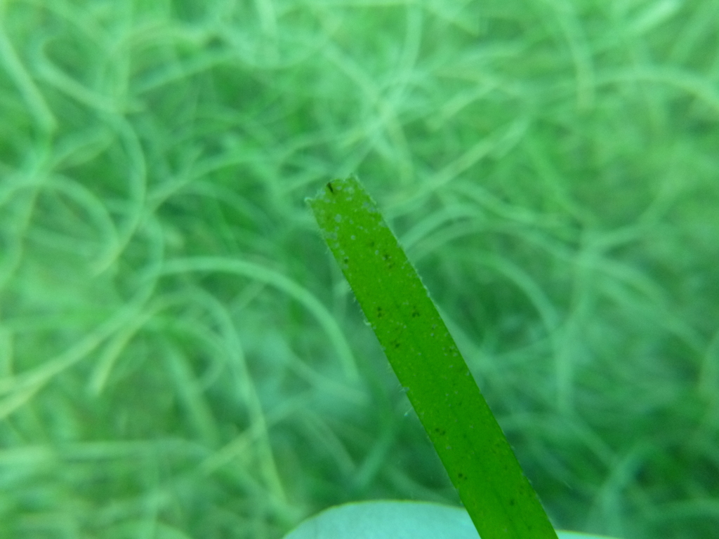 Species