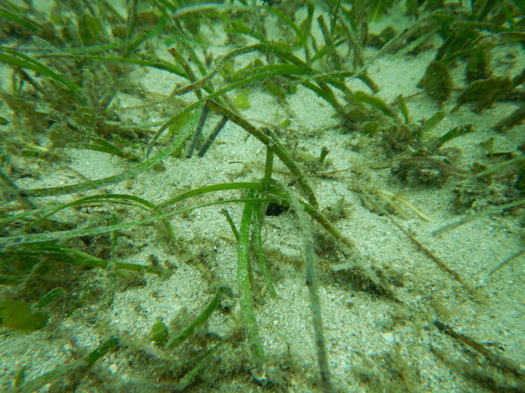 Species
