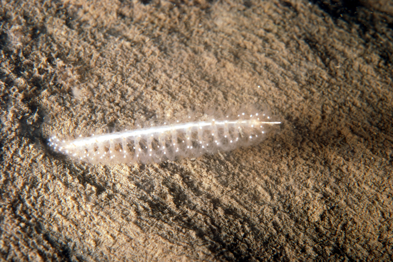 Species