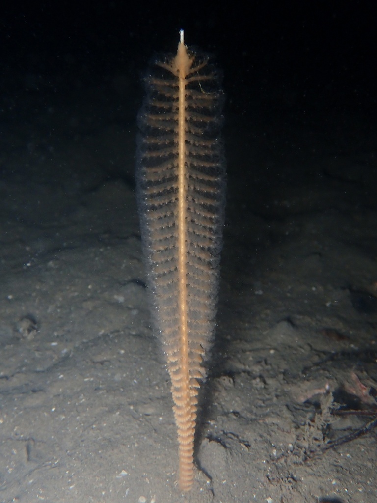 Species