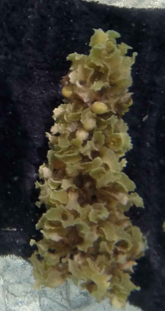 Species