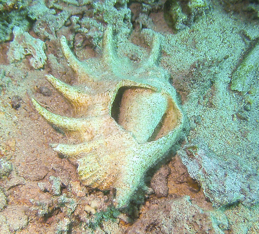 Species