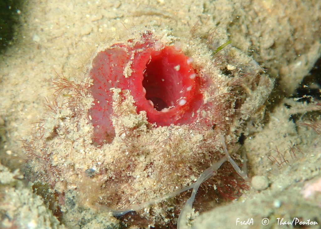 Species