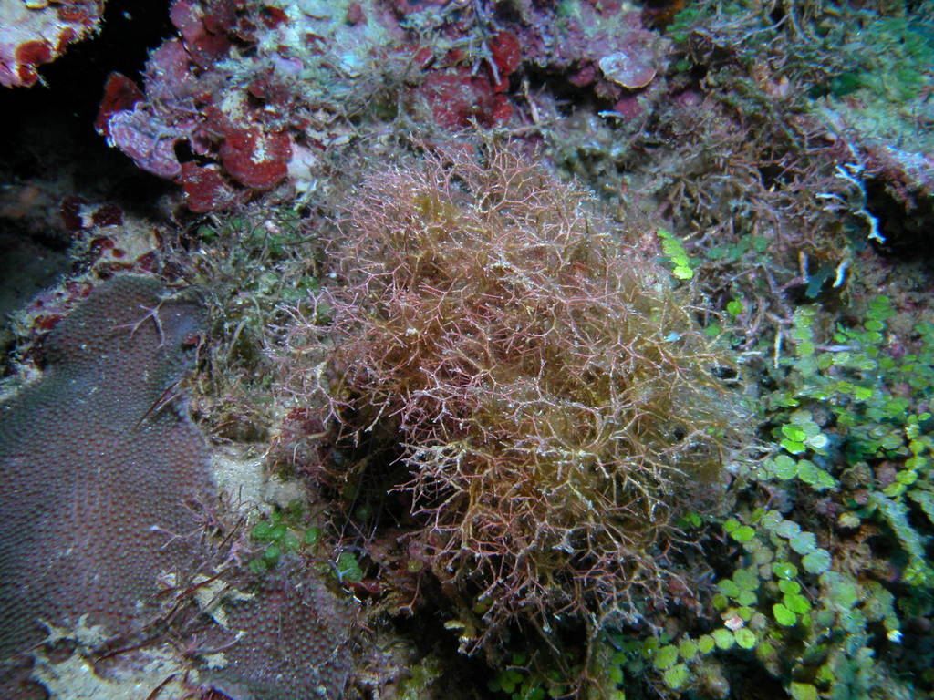 Species
