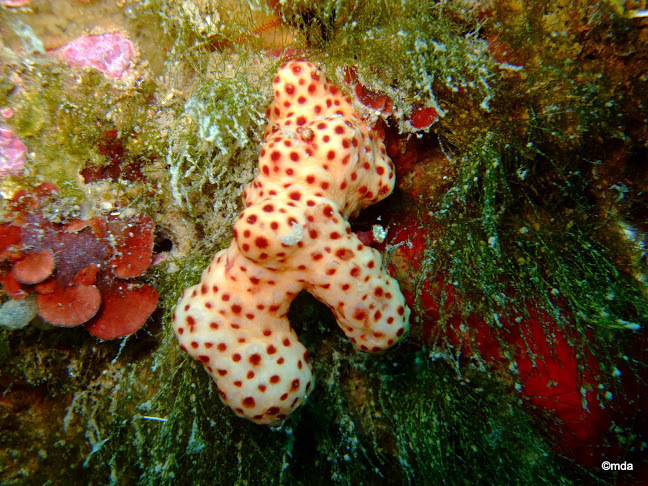 Species