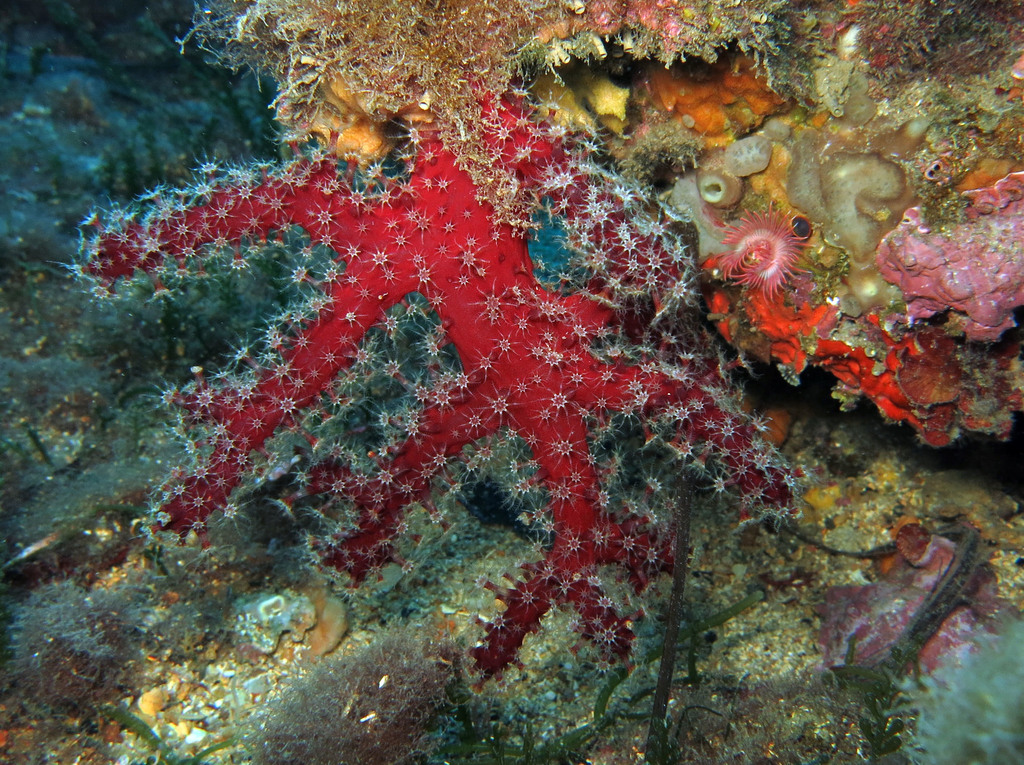 Species