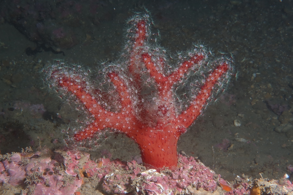 Species