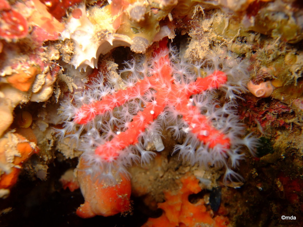 Species