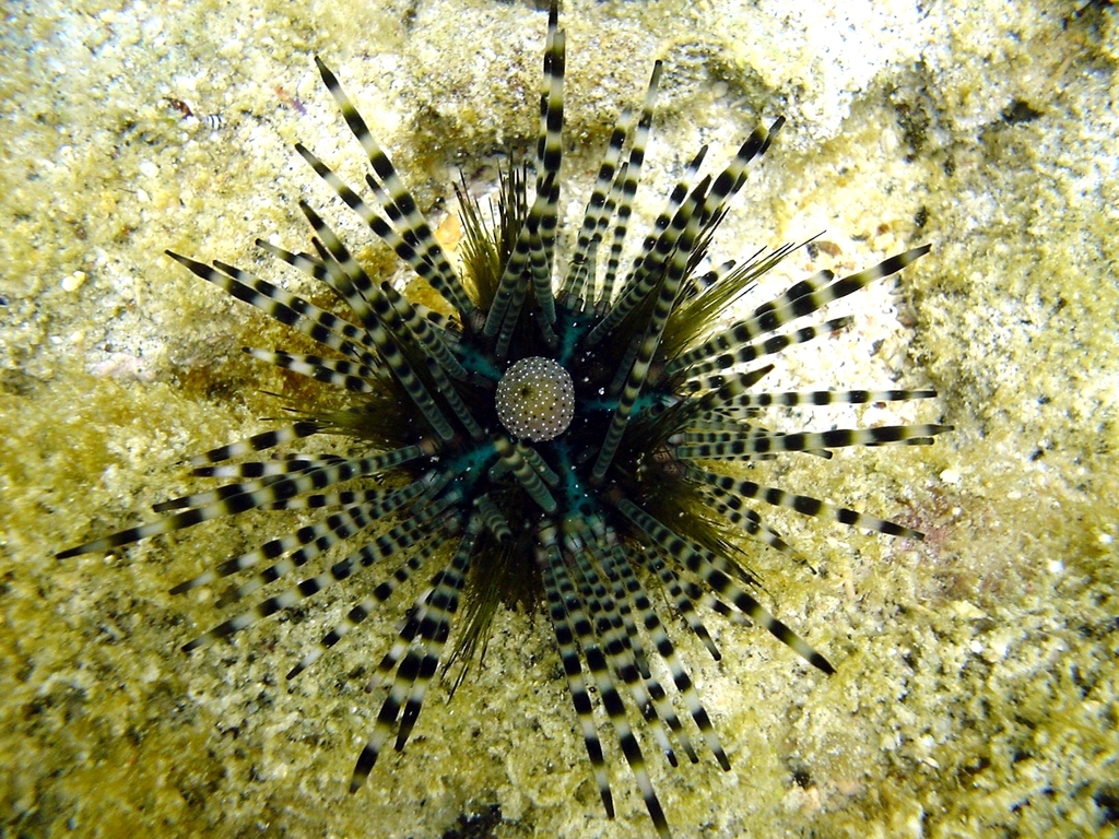 Species