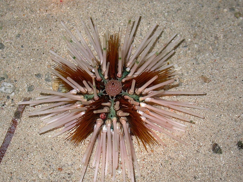 Species