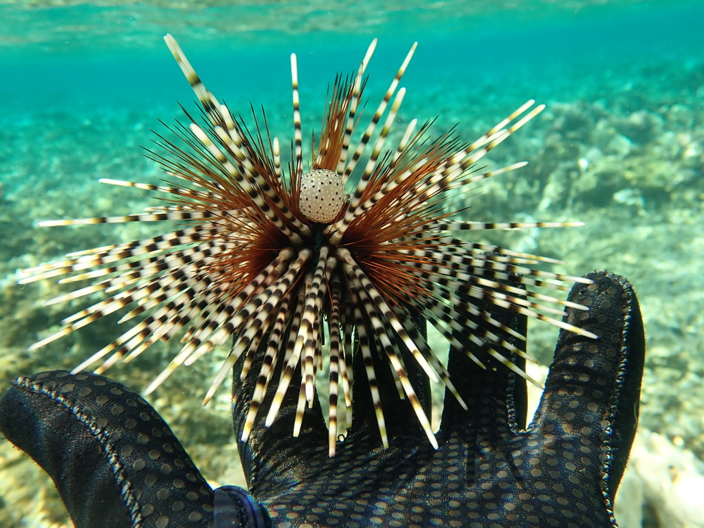 Species