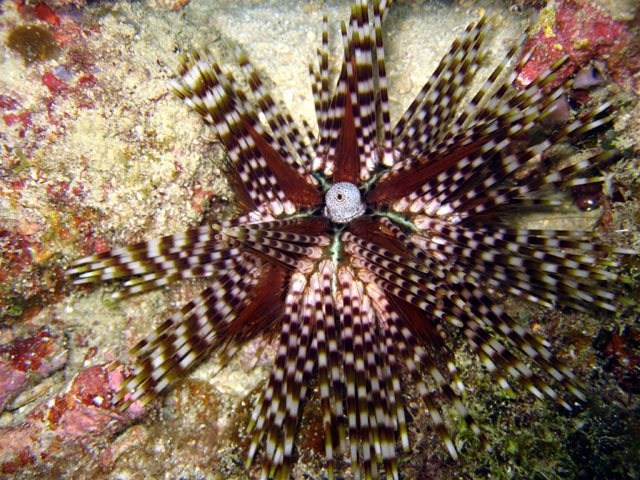 Species