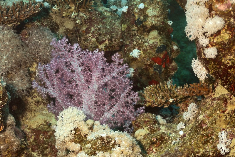 Species