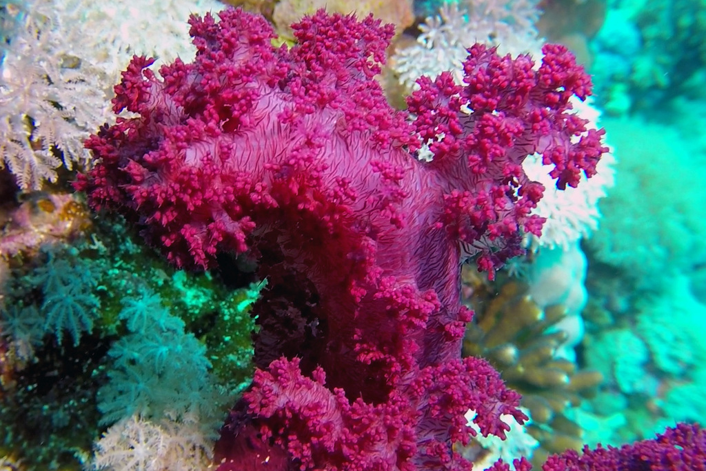 Species