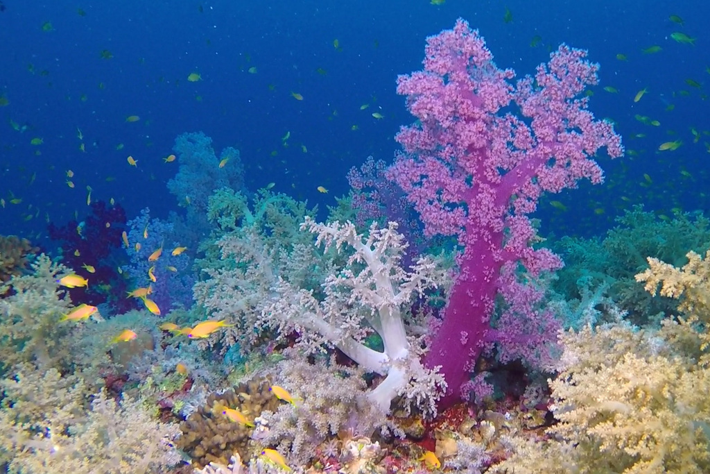 Dendronephthya Hemprichi