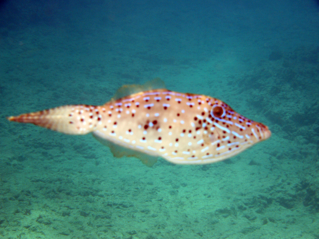 Species