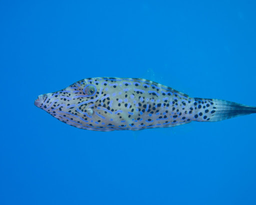 Species