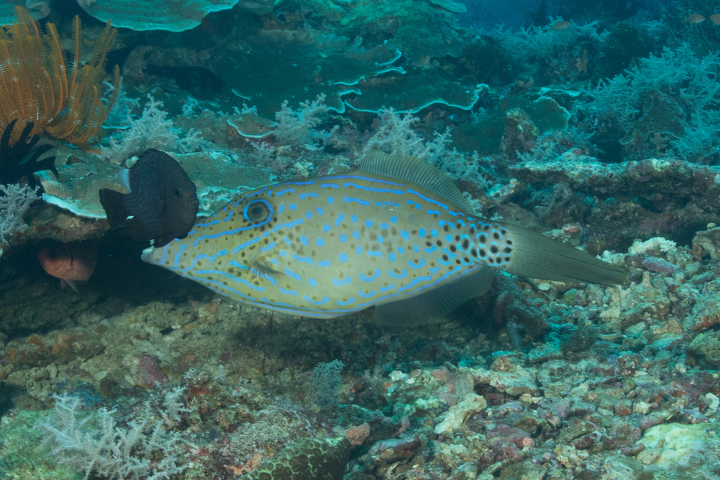 Species