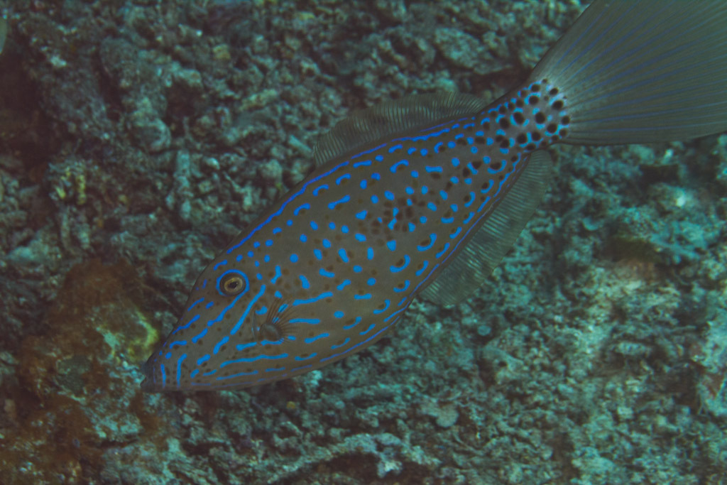 Species