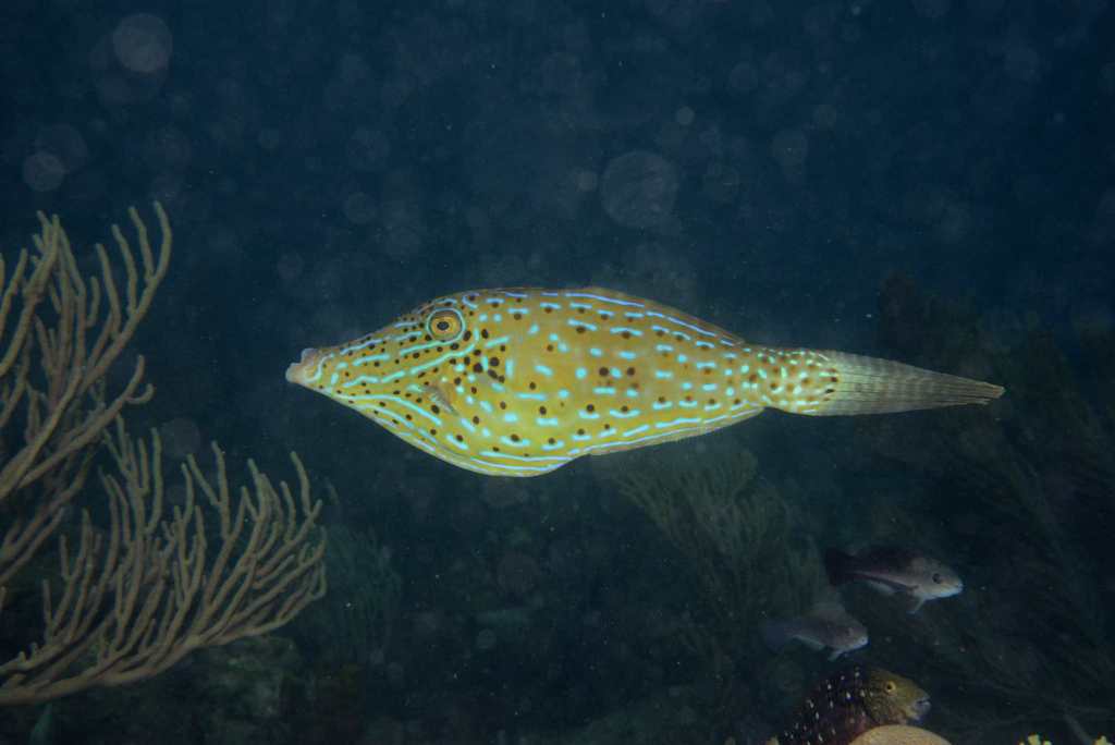 Species