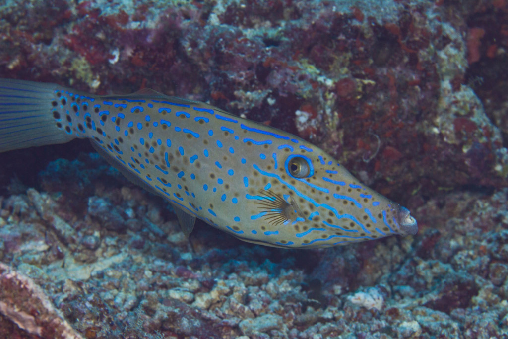 Species