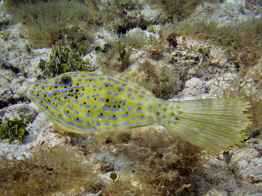 Species