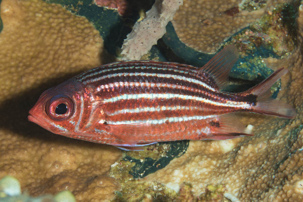 Species