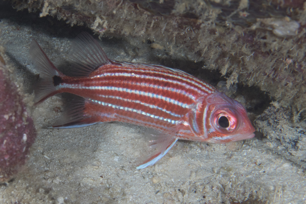 Species