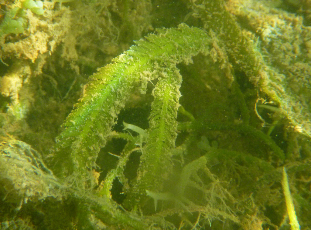 Species