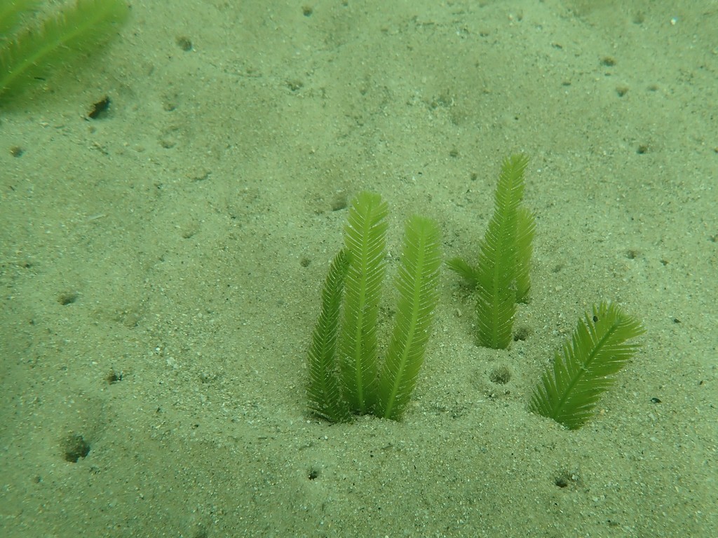 Species