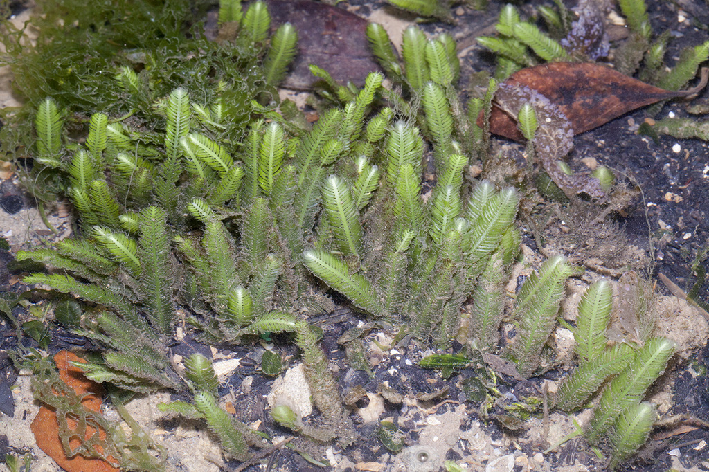 Species