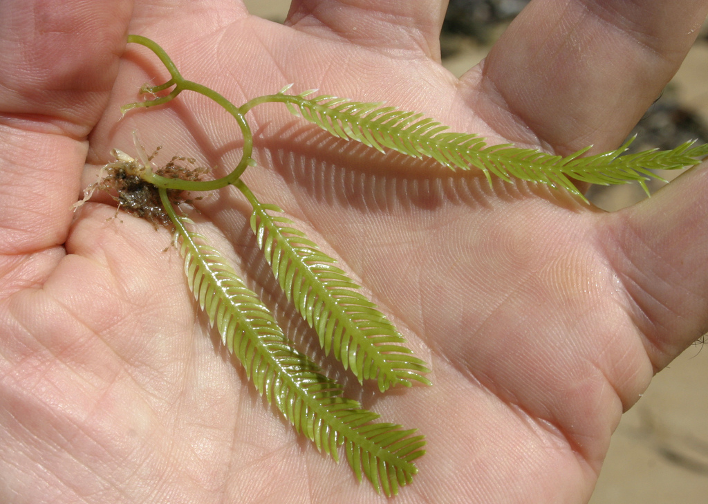 Species