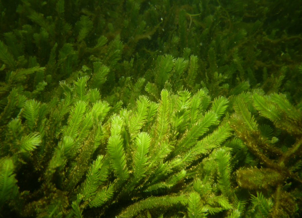 Species