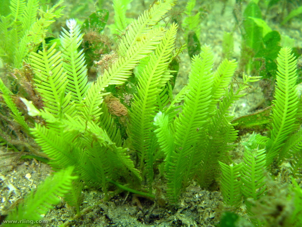 Species
