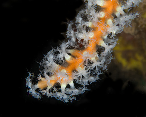 Species