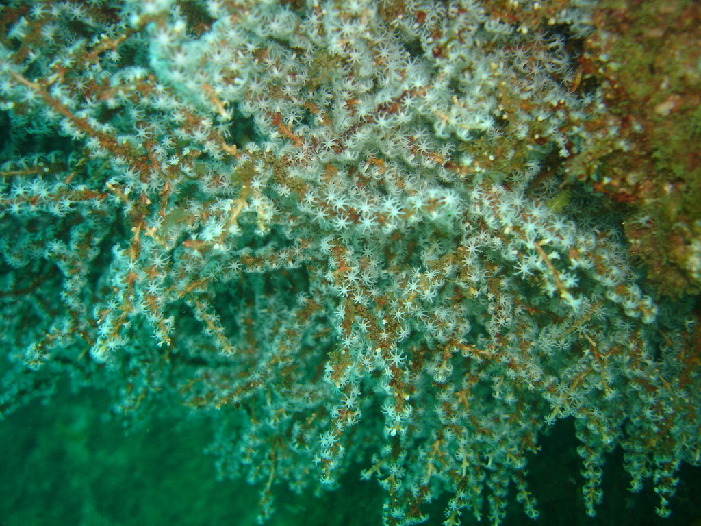 Species