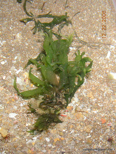 Species
