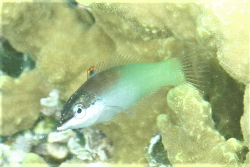 Species