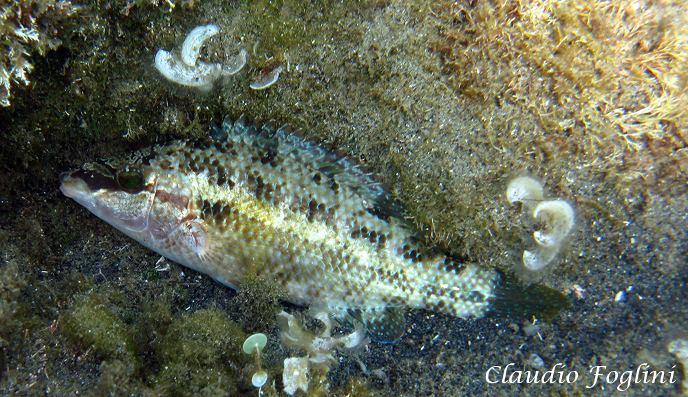 Species