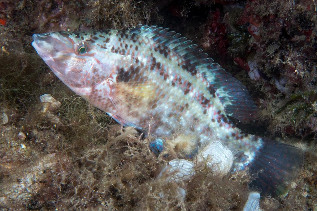 Species