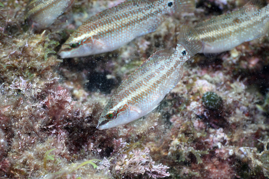Species