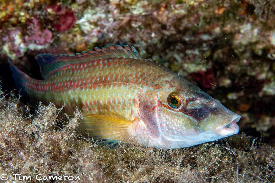 Species