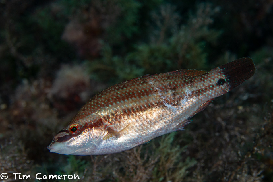 Species