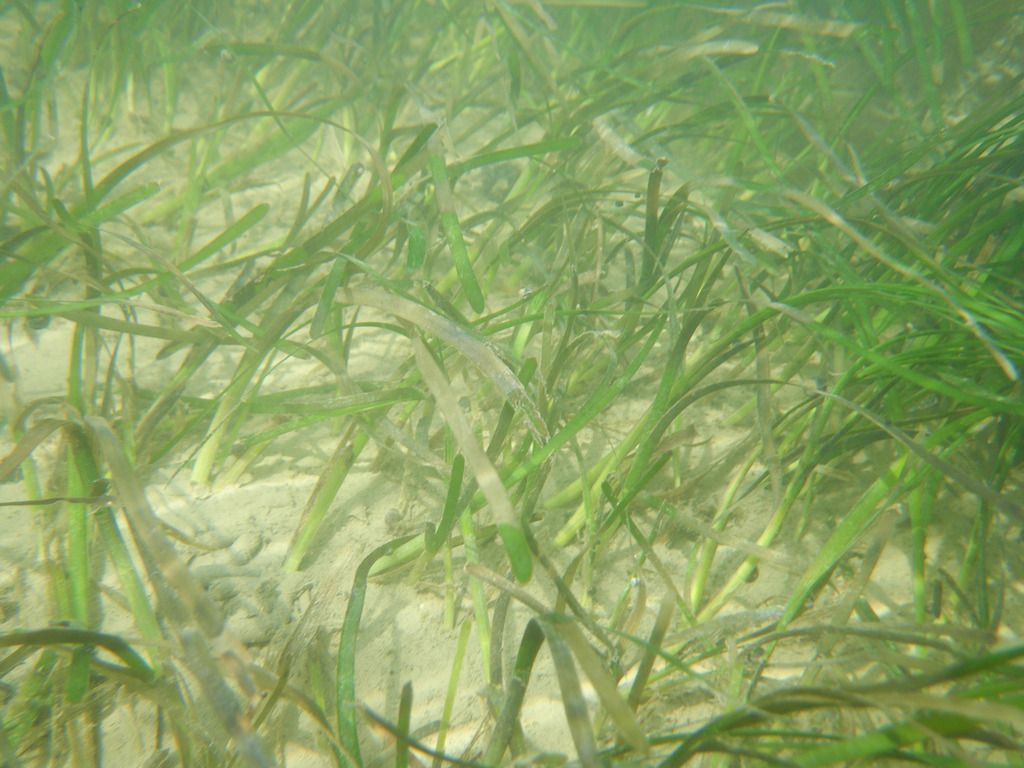 Species