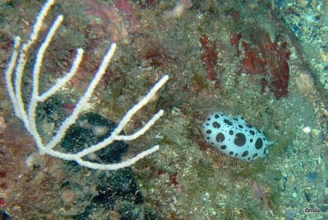 Species