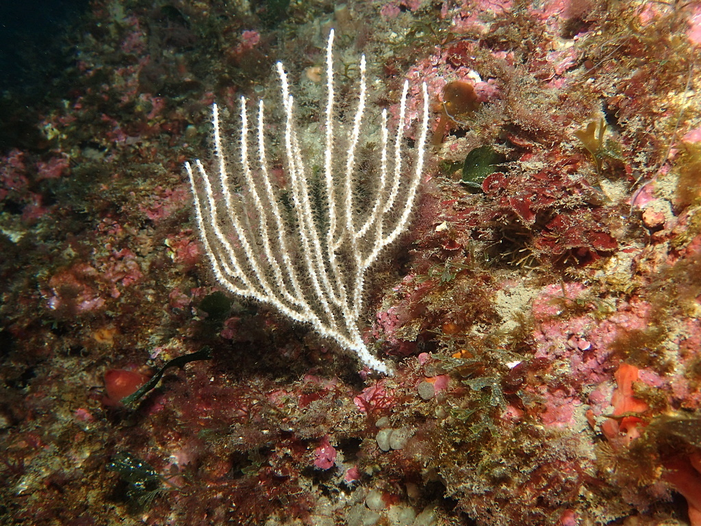 Species